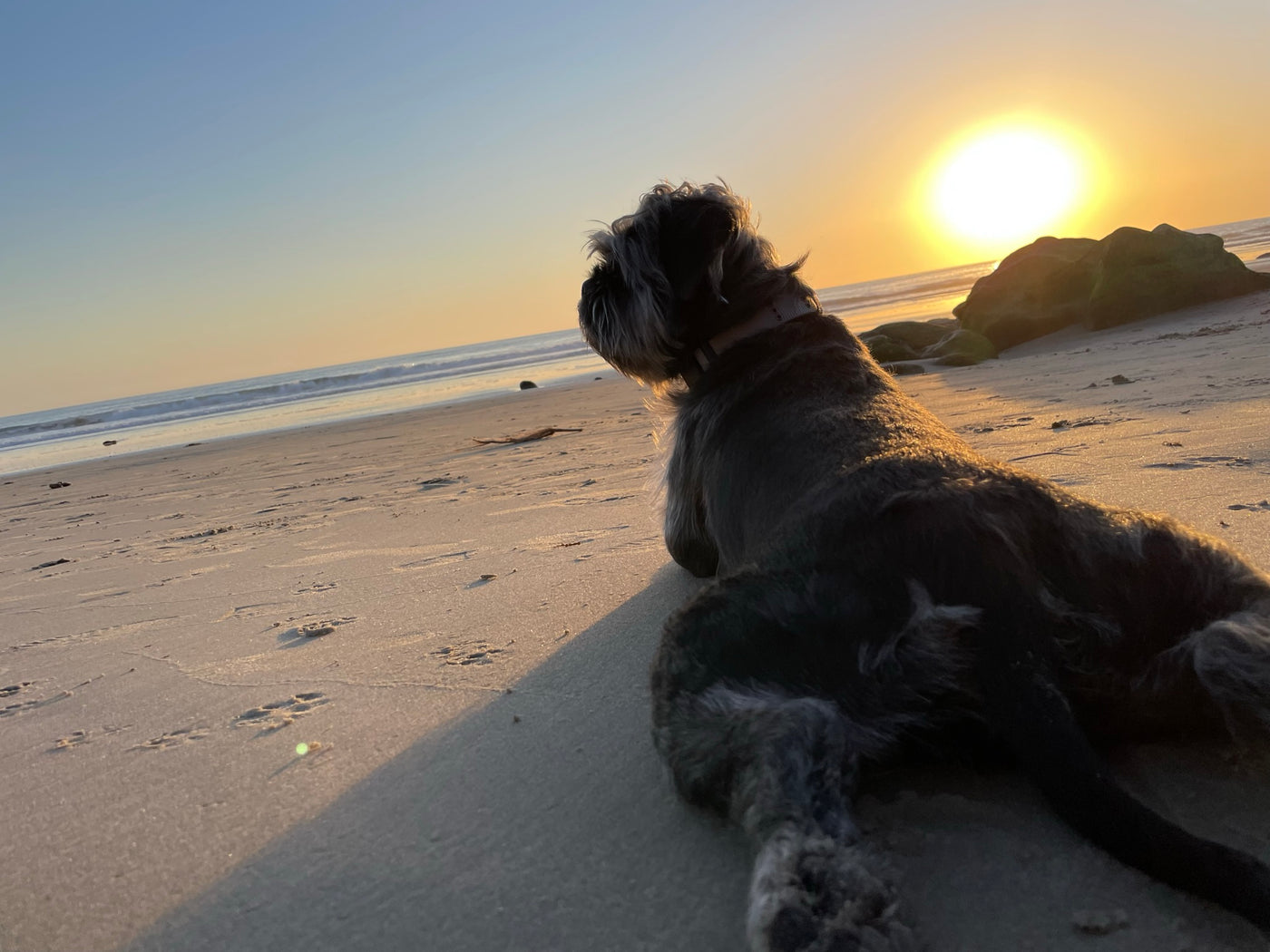 Baxter joyful safe and active in the BaxterDog mission today