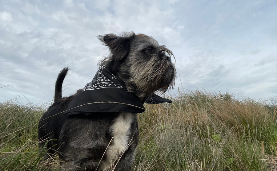 Baxter the rescue dog who inspired BaxterDog Media