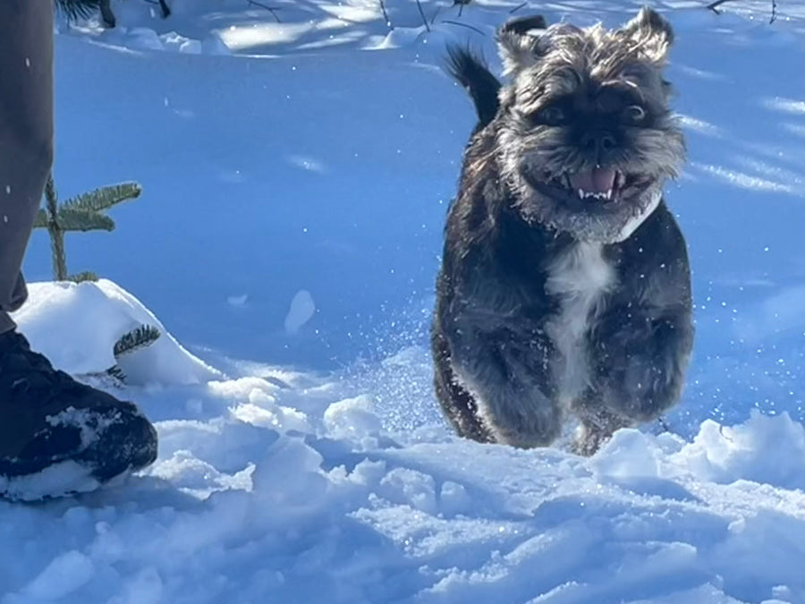 Baxter safe loved and beginning to trust