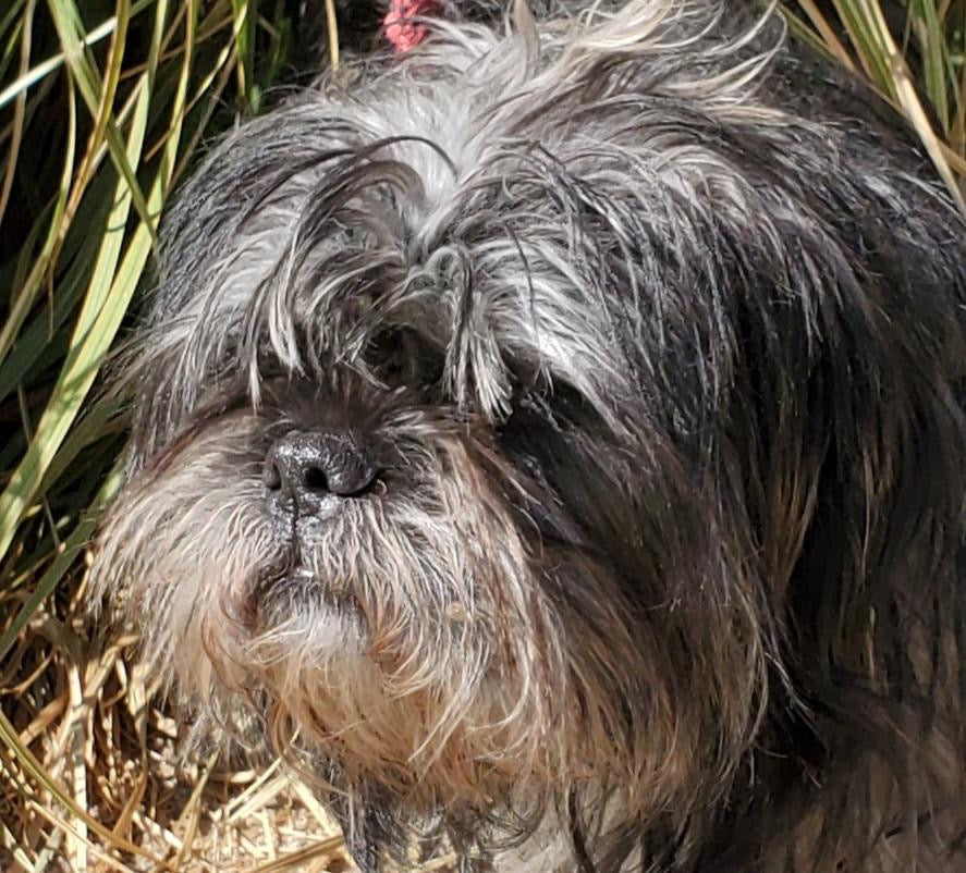 Baxter before his second chance shown gently and without graphic detail