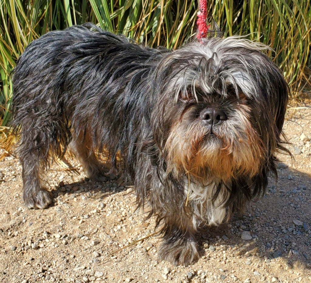 Baxter the rescue dog who inspired Baxter's Second Chance